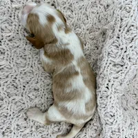 Mousse, a male Cavalier King Charles Spaniel and Cockalier for sale in Beresford, SD – Photo 4 of 4