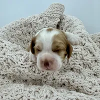 Mousse, a male Cavalier King Charles Spaniel and Cockalier for sale in Beresford, SD – Photo 2 of 4