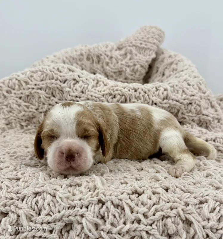 Mousse – Cavalier King Charles Spaniel, Cockalier puppy on hold in Beresford, SD