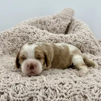 Mousse, a male Cavalier King Charles Spaniel and Cockalier for sale in Beresford, SD – Photo 1 of 4