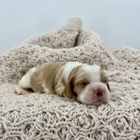 Mousse, a male Cavalier King Charles Spaniel and Cockalier for sale in Beresford, SD – Photo 3 of 4