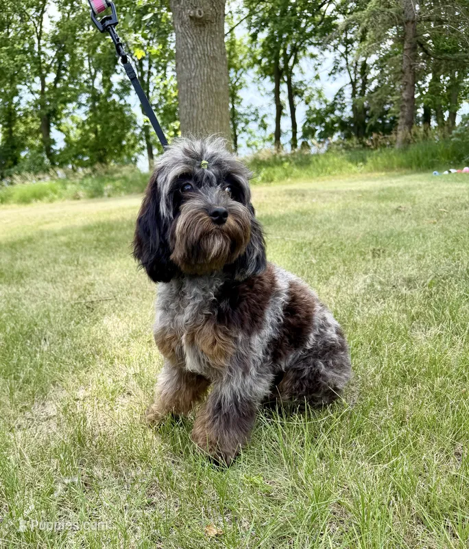 Petunia  – Cavapoo puppy for sale in Beresford, SD