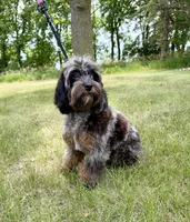 Petunia , a female Cavapoo for sale in Beresford, SD – 1 of 3
