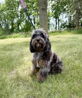 Petunia , a female Cavapoo for sale in Beresford, SD – 3 of 3