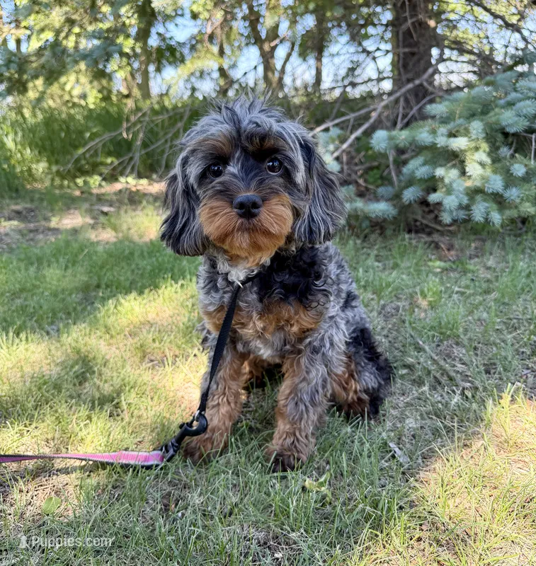 Shania  – Cavapoo puppy for sale in Beresford, SD