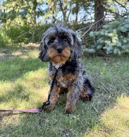 Shania , a female Cavapoo for sale in Beresford, SD – 1 of 3