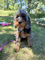 Shania , a female Cavapoo for sale in Beresford, SD – 2 of 3