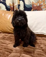 Tanya, a female Cavapoo for sale in Beresford, SD – 1 of 2