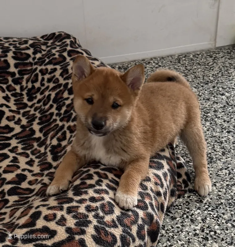 Fantom – Shiba Inu puppy for sale in Tucson, AZ