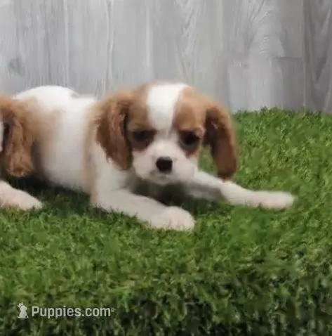 Tucker – Cavalier King Charles Spaniel puppy for sale in Tucson, AZ