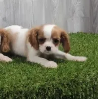 Tucker, a male Cavalier King Charles Spaniel for sale in Tucson, AZ – 1 of 2