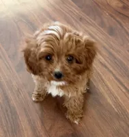 Hally, a female Cavapoo for sale in Tucson, AZ – 1 of 8