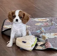 Tucker, a male Cavalier King Charles Spaniel for sale in Tucson, AZ – 2 of 8