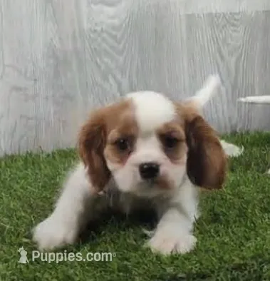 Lincoln – Cavalier King Charles Spaniel puppy for sale in Tucson, AZ
