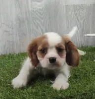 Lincoln, a male Cavalier King Charles Spaniel for sale in Tucson, AZ – 1 of 2