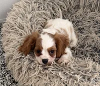 Lincoln, a male Cavalier King Charles Spaniel for sale in Tucson, AZ – 5 of 7
