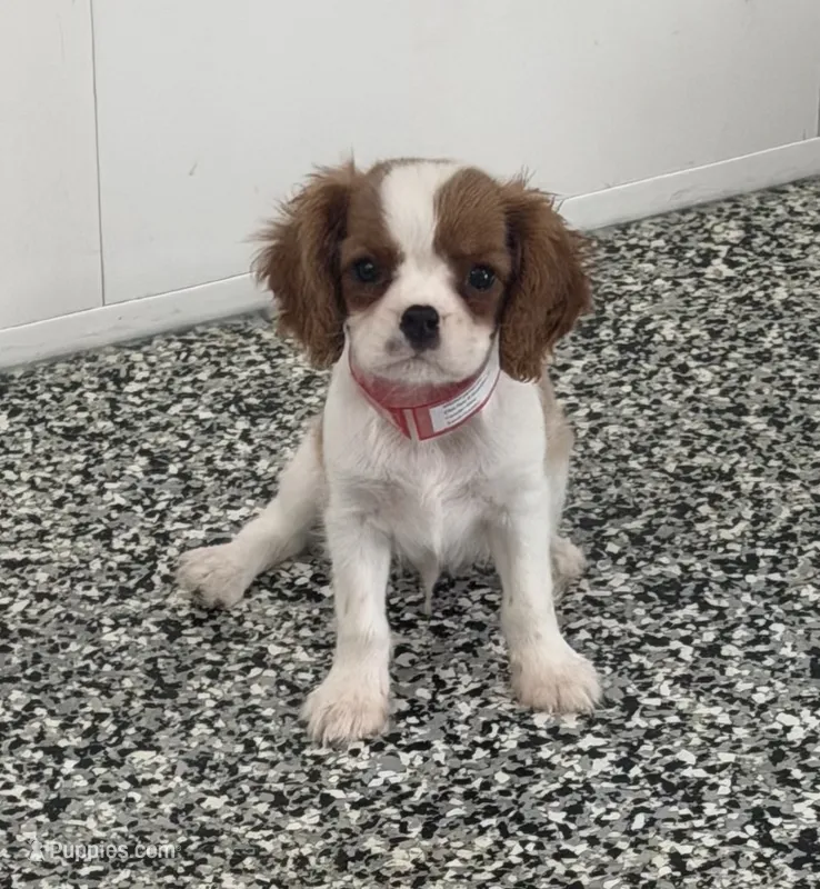 Tucker – Cavalier King Charles Spaniel puppy for sale in Tucson, AZ