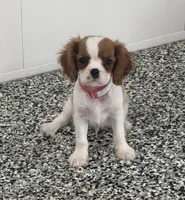 Tucker, a male Cavalier King Charles Spaniel for sale in Tucson, AZ – 4 of 8