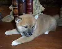 Fenix, a male Shiba Inu for sale in Tucson, AZ – 3 of 3