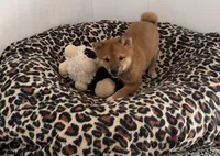 Fantom, a male Shiba Inu for sale in Tucson, AZ – 2 of 2