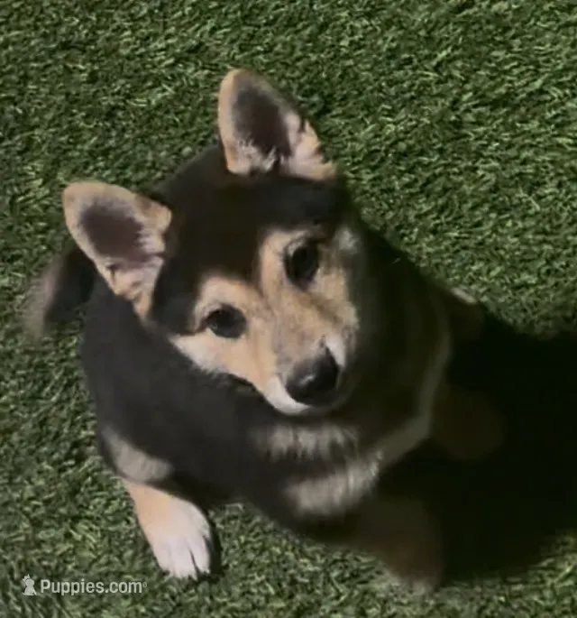 Scout – Shiba Inu puppy for sale in Tucson, AZ