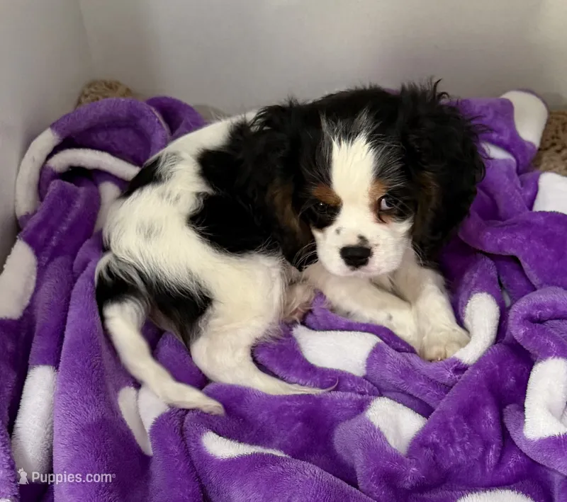 Buddy – Cavalier King Charles Spaniel puppy for sale in Tucson, AZ