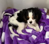 Buddy, a male Cavalier King Charles Spaniel for sale in Tucson, AZ – 1 of 6