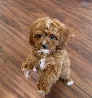Hally, a female Cavapoo for sale in Tucson, AZ – 2 of 8