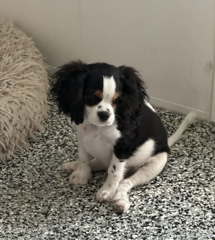 Tiger – Cavalier King Charles Spaniel puppy for sale in Tucson, AZ