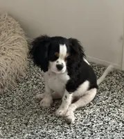 Tiger, a male Cavalier King Charles Spaniel for sale in Tucson, AZ – 2 of 9