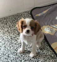 Tucker, a male Cavalier King Charles Spaniel for sale in Tucson, AZ – 5 of 8