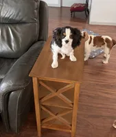 Tiger, a male Cavalier King Charles Spaniel for sale in Tucson, AZ – 5 of 9