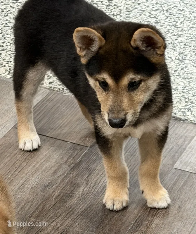 Scout – Shiba Inu puppy for sale in Tucson, AZ