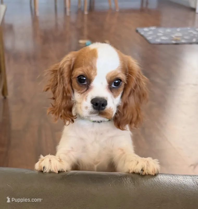 Lincoln – Cavalier King Charles Spaniel puppy for sale in Tucson, AZ