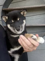 Drake, a male Shiba Inu for sale in Tucson, AZ – 1 of 2