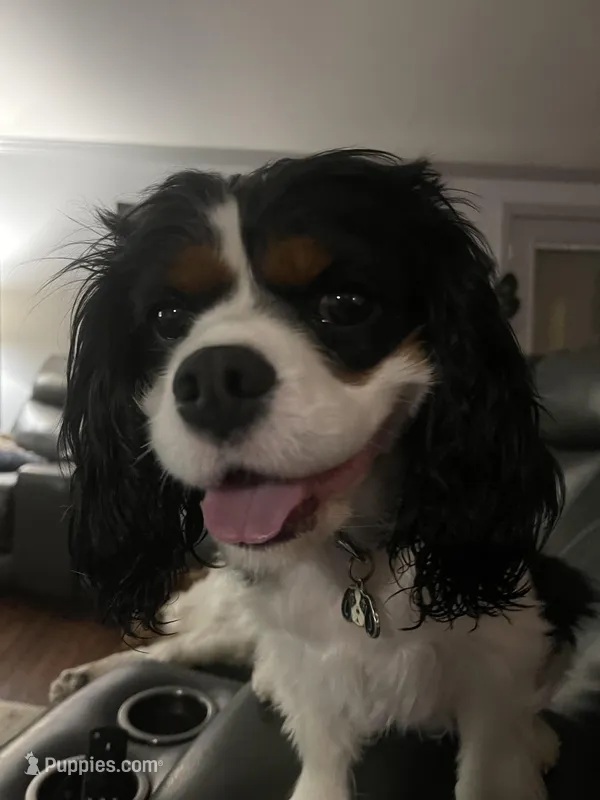 Opel – Cavalier King Charles Spaniel puppy for sale in Tucson, AZ