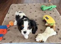 Buddy, a male Cavalier King Charles Spaniel for sale in Tucson, AZ – 6 of 6