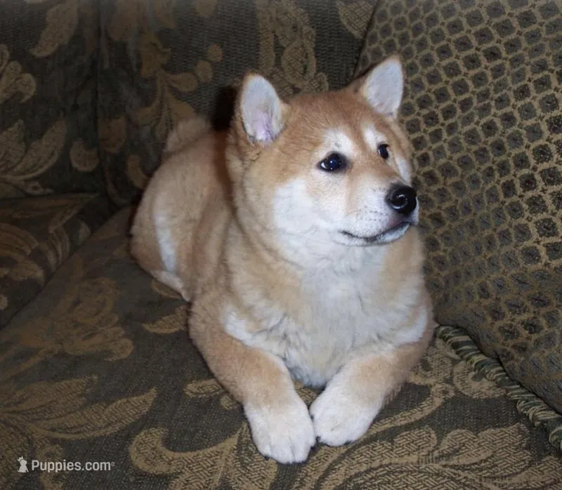 Fiona – Shiba Inu puppy for sale in Tucson, AZ