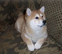 Fiona, a female Shiba Inu for sale in Tucson, AZ – Photo 1 of 2