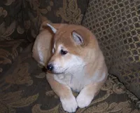 Fiona, a female Shiba Inu for sale in Tucson, AZ – Photo 2 of 2