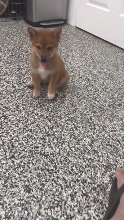 Socks, a male Shiba Inu for sale in Tucson, AZ – 4 of 4