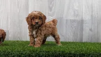 Hally, a female Cavapoo for sale in Tucson, AZ – 2 of 5