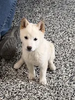 FANTOM, a male Shiba Inu for sale in Tucson, AZ – Photo 2 of 3