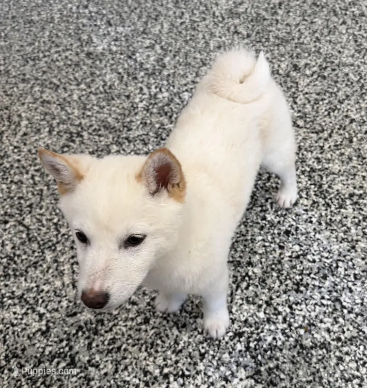 FANTOM – Shiba Inu puppy for sale in Tucson, AZ