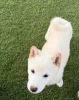 FANTOM, a male Shiba Inu for sale in Tucson, AZ – Photo 3 of 3
