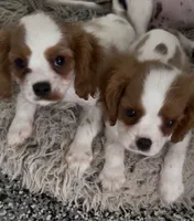 Tucker, a male Cavalier King Charles Spaniel for sale in Tucson, AZ – 6 of 8