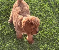 Hally, a female Cavapoo for sale in Tucson, AZ – 6 of 8