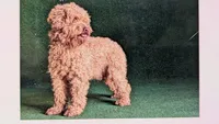 Hally, a female Cavapoo for sale in Tucson, AZ – 5 of 5