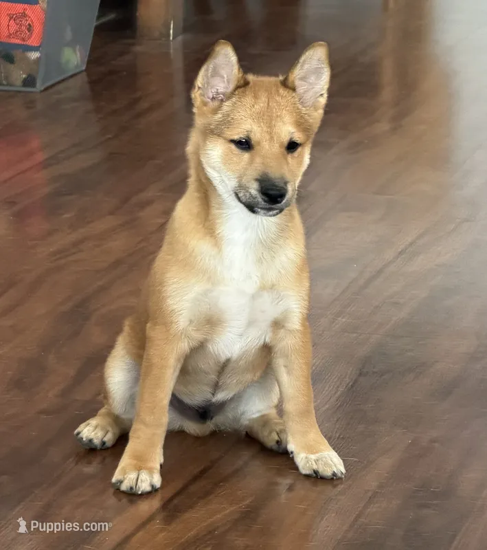 Fantom – Shiba Inu puppy for sale in Tucson, AZ