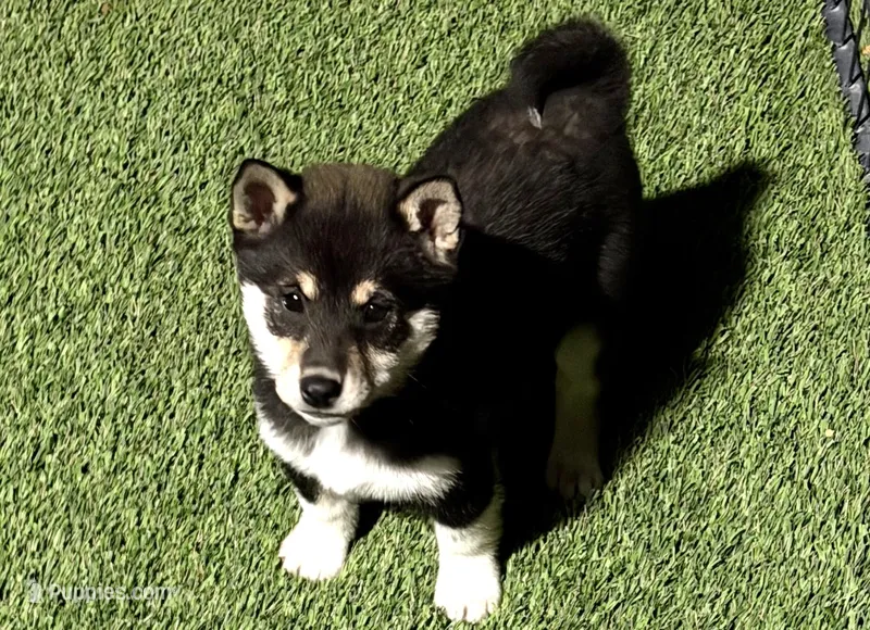 Six Pak – Shiba Inu puppy for sale in Tucson, AZ